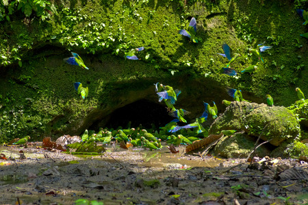  Parakeets in a clay licking cave, Yasuni Ecuadorの写真素材
