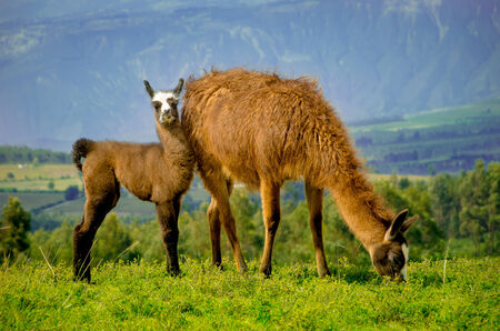 Llamas on Cochasqui piramids, baby mother, Ecuadorの写真素材