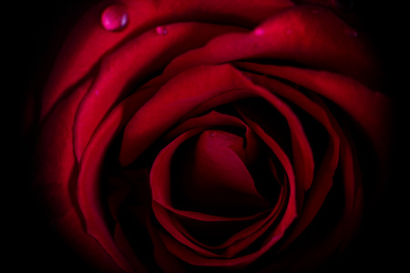 red rose isolated on a black backgroundの写真素材