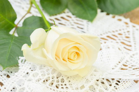 Beautiful single white rose from Ecuador close upの写真素材