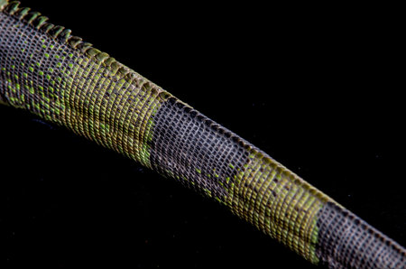 beautiful closeup of an iguana\'s tail over black backgroundの写真素材