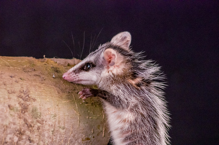 andean white eared opossum climbing a branch zarigueya over black backgroundの写真素材