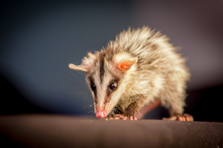 andean white eared opossum on a branch zarigueya over black backgroundの写真素材