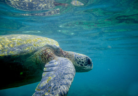 marine turtle swimming underwater in galapagos islands ecuadorの写真素材