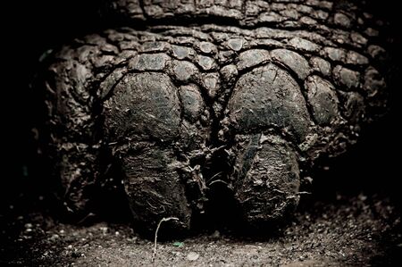 giant galapagos turtle foot in floreana island ecuador closeupの写真素材
