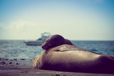 sea lions sleeping together in the galapagos islands with ocean view in the background selective focusの写真素材