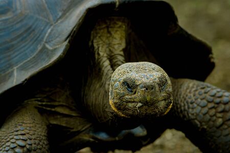 closeup of galapagos turtle in san cristobal galapagos ecuadorの写真素材