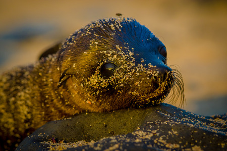 baby sea lion at sunset in galapagos islands ecuadorの写真素材