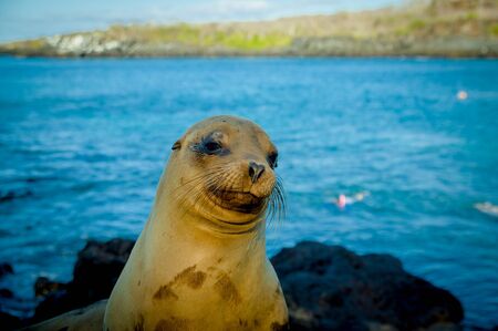closeup portrait of sea lion's face looking at camera with sea on the backgroundgalapagos islandsの写真素材