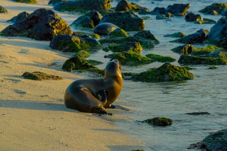 sea lion on the beach in galapagos islands ecuadorの写真素材