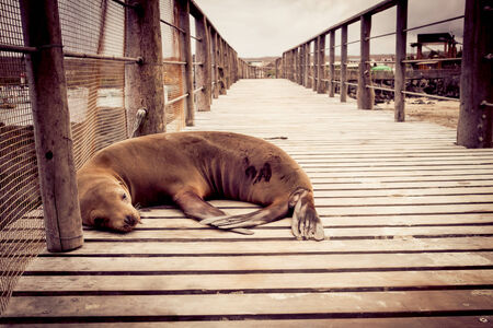 sea lion sleeping in pier in san cristobal galapagos islands ecuadorの写真素材