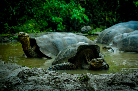 galapagos turtles swimming in a lagoon in san cristobal galapagos ecuadorの写真素材