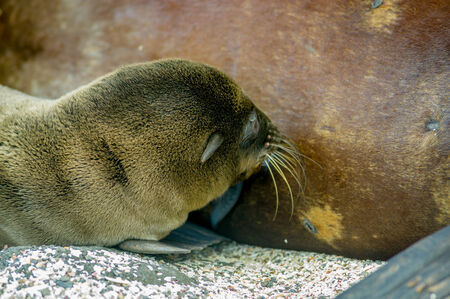 closeup of baby sea lion in san cristobal galapagos islands ecuadorの写真素材