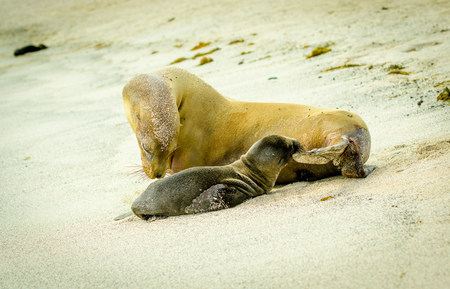 baby sea lion and mother in san cristobal galapagos islands ecuadorの写真素材