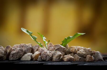 closeup of pile of pebbles in a bowl with green leavesの写真素材