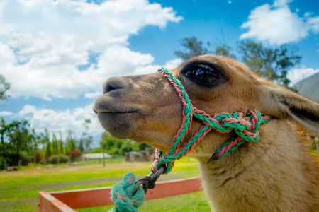 closeup portrait of cute llama in a farmの写真素材