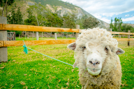 cute lamb in a farm looking at cameraの写真素材