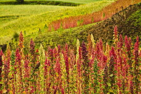 Quinoa plantations in Chimborazo, Ecuador, South Americaの写真素材