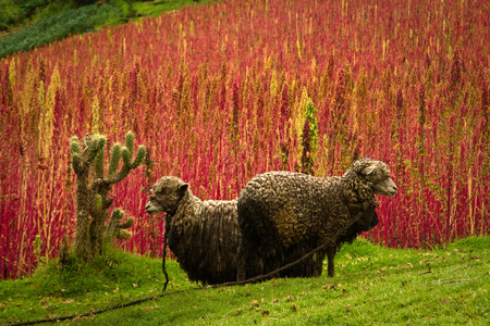Sheep in a field next to quinoa plantations in Chimborazo, Ecuador, South Americaの写真素材