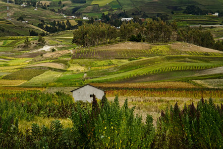 Small house in between quinoa crops plantations in Colta, Chimborazo province, Ecuador
