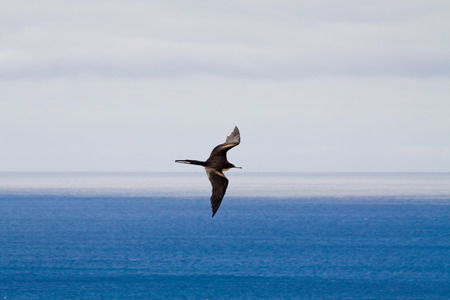 Black bird flying in Frigatebird Hill, Galapagos, Ecuadorの写真素材