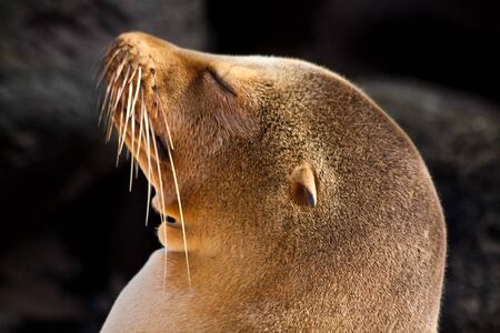 Closeup portrait of sea lion sunbathing in a beach at the Galapagos Islands, Ecuadorの写真素材