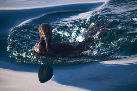Flightless cormorant swimming the Galpagos Islands, Ecuadorの写真素材