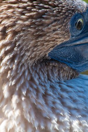 Closeup portrait Blue footed booby in the Galapagos Islands, Ecuadorの写真素材