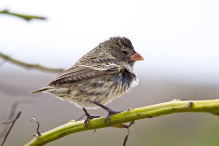 Closeup portrait of a ground finch bird in the Galapagos Islands, Ecuadorの写真素材