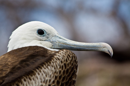 Close up shot of female frigate bird in the Galapagos Islands, Ecuadorの写真素材