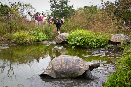 Giant tortoises, Geochelone elephantopus, in their natural habitat, Santa Cruz, Galapagos Islands, Ecuadorのeditorial素材