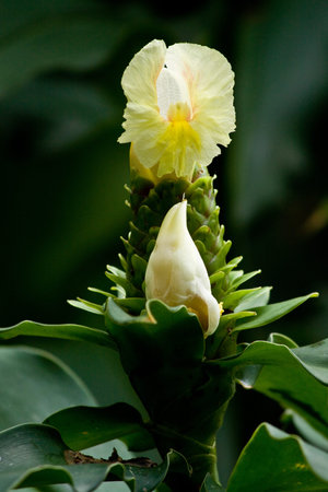Flora in Parque Historico, cultural, traditional, educational park in Guayaquil
