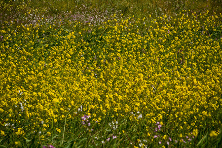 Beautiful landscape of the ecuadorian highlands nature crops with yellow flowersの写真素材