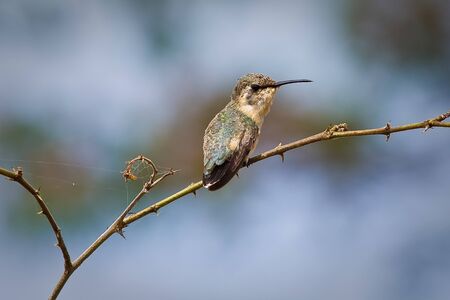 Close up shot of beautiful small hummingbird sitting on a branch of a tree. Manabi, Ecuadorの写真素材