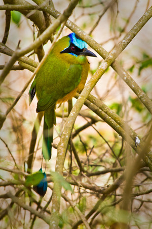 Portrait of beautiful blue crowned motmot bird in Manabi, Ecuadorの写真素材