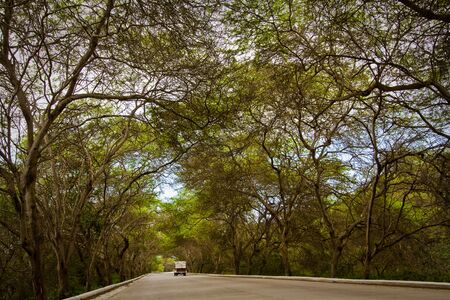 MANABI, ECUADOR - AUGUST 25, 2010: Relaxing view of a coastal road surrounded by bending trees in Manabi.のeditorial素材