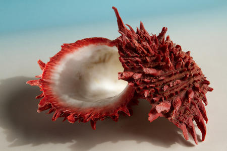 Close up shot of red marine spondylus sea shellの写真素材