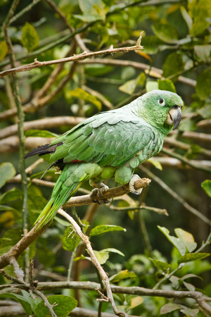 Close up shot of green parrot in the amazon rainforest, Yasuni National Park, Orellana, Ecuadorの写真素材