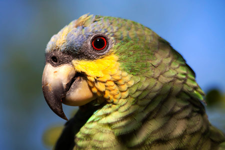 Close up shot of green parrot in the amazon rainforest, Yasuni National Park, Orellana, Ecuador