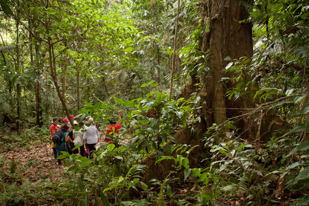 ORELLANA, ECUADOR - AUGUST 12, 2012: Unidentified tourists on a walking tour in the amazon rainforest, Yasuni National Park, Orellana, Ecuadorのeditorial素材
