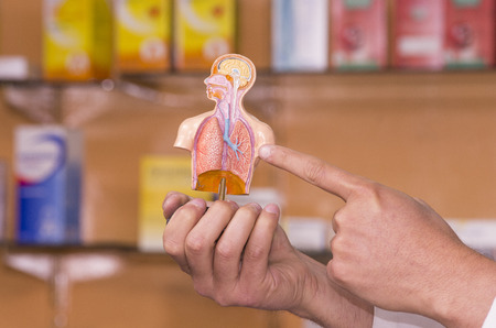 pharmacists hand holding small figure of human torso explainingの写真素材