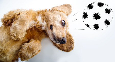 Cute English Cocker Spaniel puppy in front of a white background playing with football sketch.の写真素材