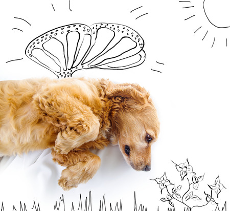 Cute English Cocker Spaniel puppy in front of a white background with butterfly wings and spring sketch.の写真素材