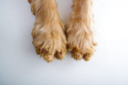 Cute English Cocker Spaniel puppy paws in front of a white background.の写真素材
