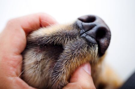 Cute English Cocker Spaniel puppy in front of a white background closeup to hand holding dogs mouth and nose.の写真素材