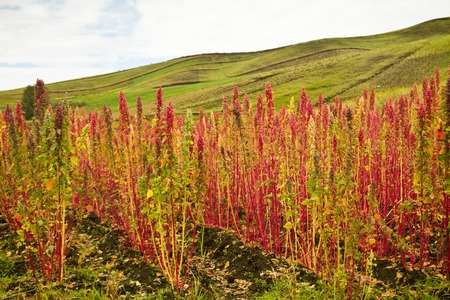 Quinoa plantations in Chimborazo, Ecuador, South Americaの写真素材