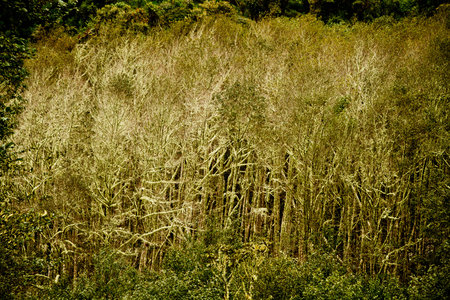 Beautiful natural humid andean moor landscape in Oyacachi, Ecuador