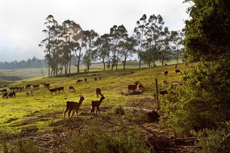 Herd of llamas in a, andean highland field, Ecuador, South Americaの写真素材