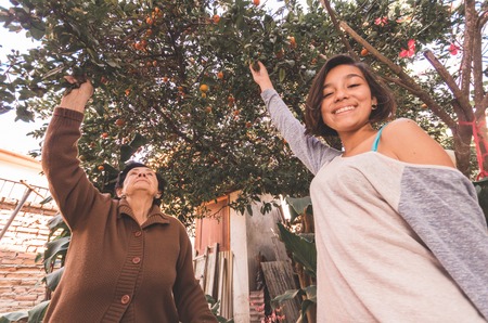Lovely hispanic grandmother granddaughter picking oranges from a tree enjoying quality time.の写真素材