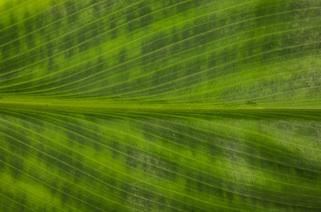 leaf background close up
